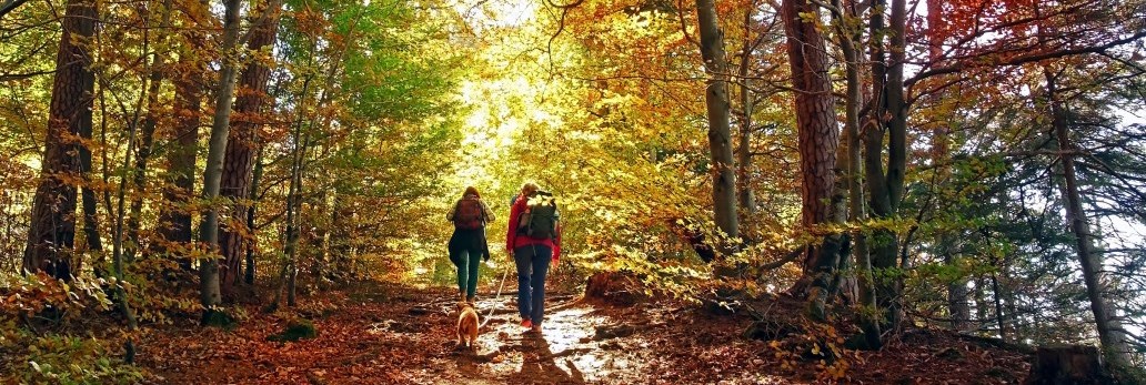 two people and dog walking in forest trail in autumn