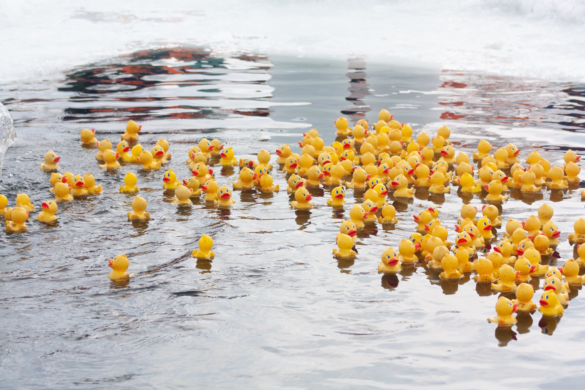 rubber ducks floating in cut out hole in frozen lake