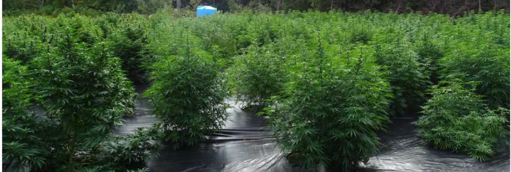 Cannabis plants from grow operation