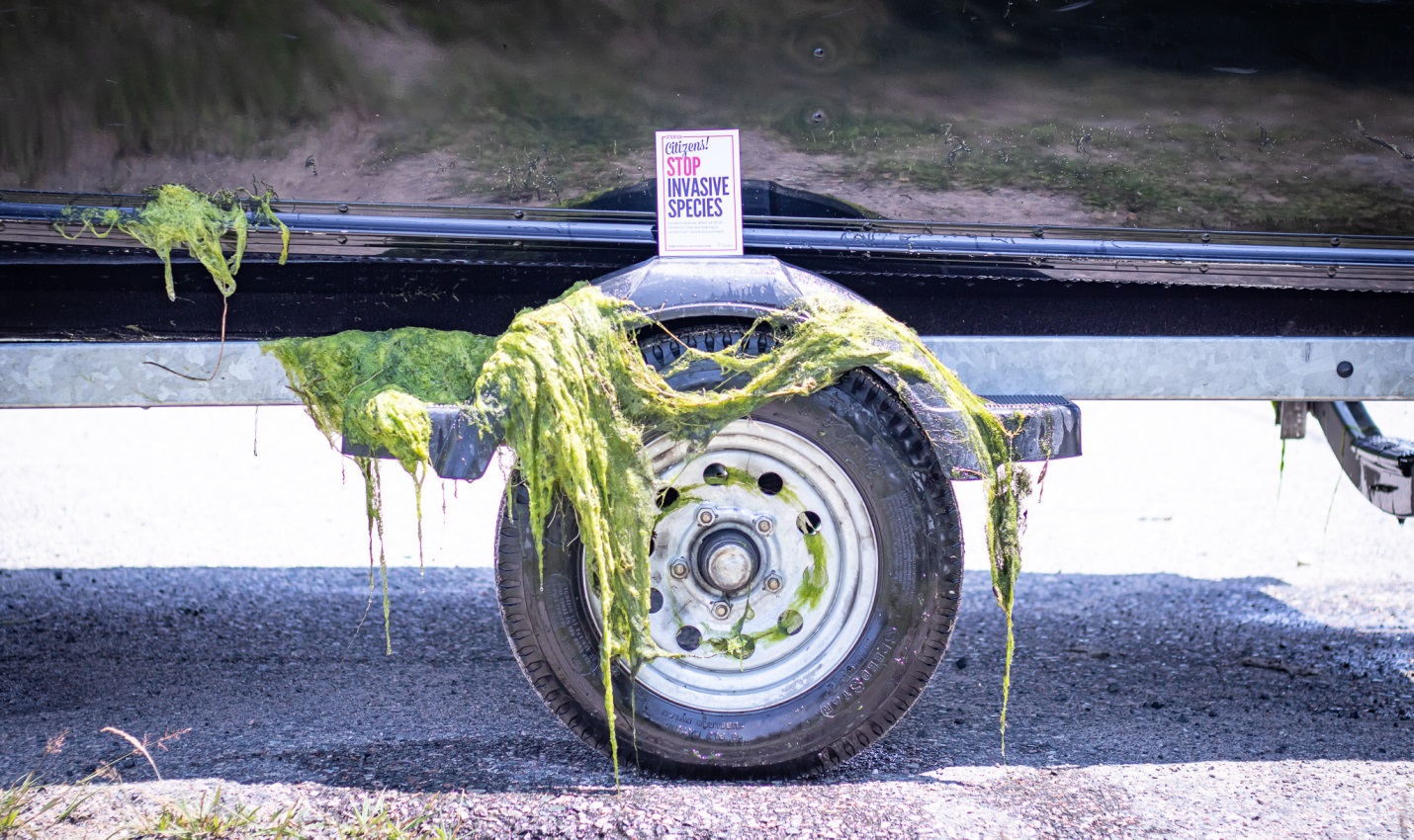 green algae on bottom of boat